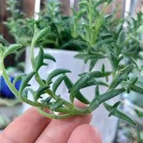 Senecio String Of Dolphins 1 3L Lushingtons