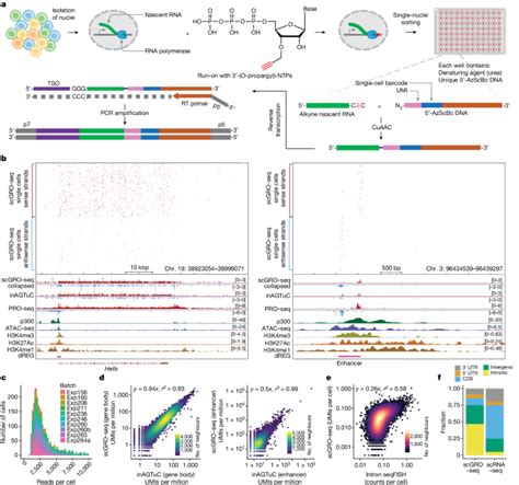 Single Cell Nascent RNA Sequencing Unveils Coordinated Global