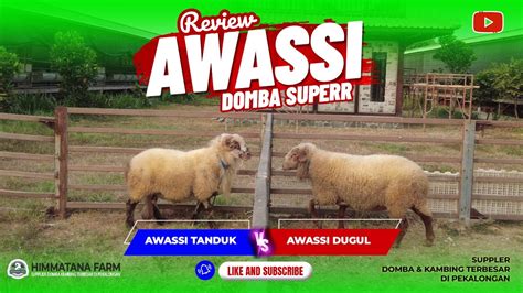 Review Domba Awassi Superrr Tanduk And Dugul Youtube