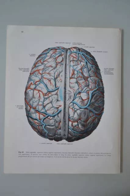 Cerveau Humain Mod Le D Anatomie Du Cerveau Humain Avec Ba Eur