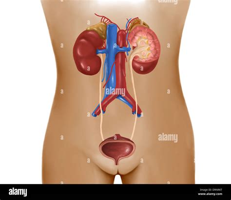 Sistema Urinario Sistema Reproductor Femenino Aparato Reproductor The