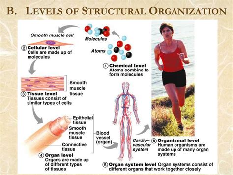 Hierarchy Of Human Body Components