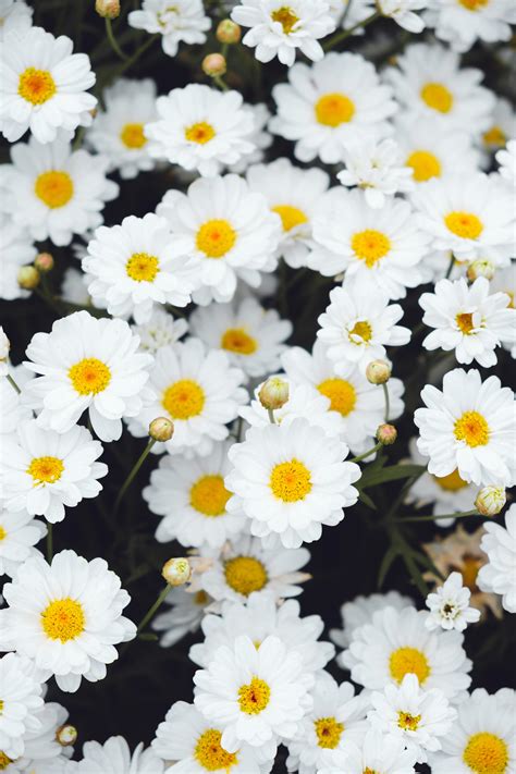 White chrysanthemum : r/BotanicalPorn