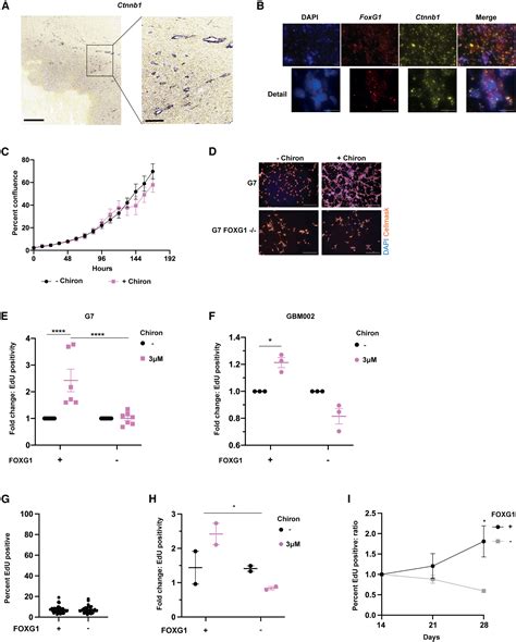 Elevated Foxg In Glioblastoma Stem Cells Cooperates With Wnt Catenin