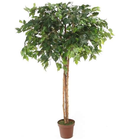 Ficus Benjamina Danielle Weeping Fig Tree 5ft Artificial Plants