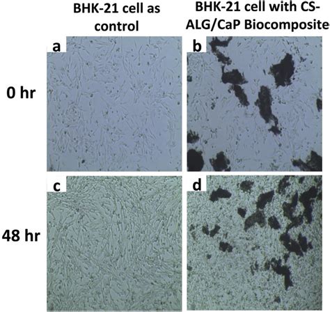 Optical microscopic images of BHK-21 cell culture in control medium ...