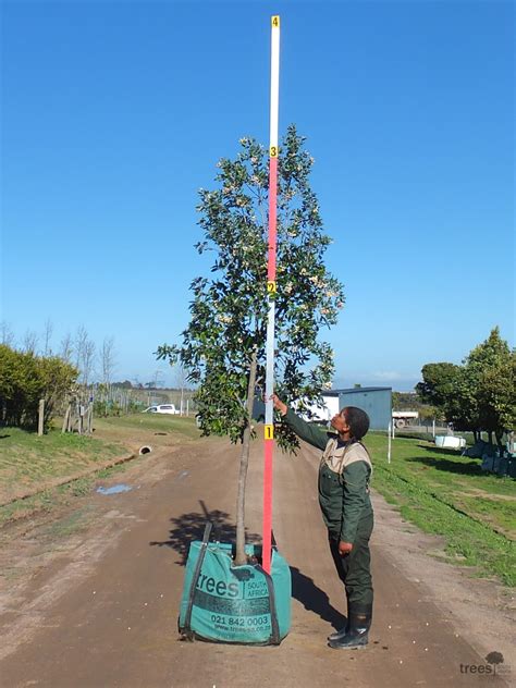 Curtisia Dentata Trees Sa