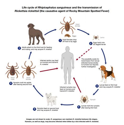 Health: Infectious Disease Epidemiology & Prevention Division ...