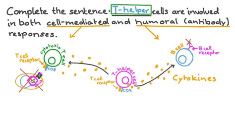 Question Video Recalling The Type Of Cells Involved In Both Cell