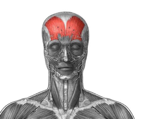 Anatomy Lab Muscle Practical Flashcards Quizlet