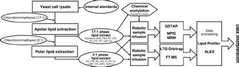 Overview Of The Quantitative Shotgun Lipidomics Approach Yeast Cell