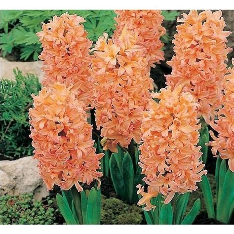 Купить луковица Гиацинт Gipsy Queen (Джипси Квин) Цена, фото, описание ...