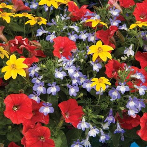 Combination Planter Fire And Ice Mix From George Didden Greenhouses