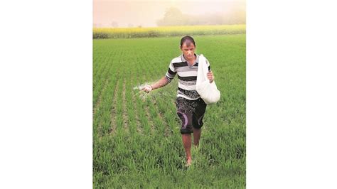 Govt Provides Nearly Rs 1 71 Trn As Fertiliser Subsidy Till Jan In 2023