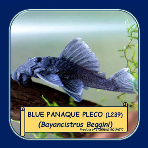 Promo IKAN HIAS AIR TAWAR BLUE PANAQUE PLECO BAYANCISTRUS BEGGINI