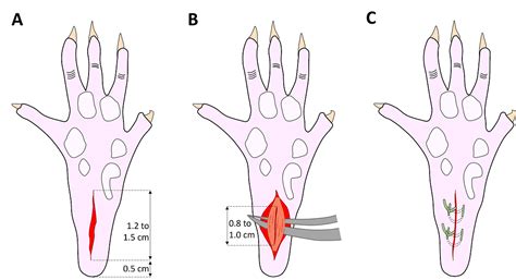 Plantar Incisional Model