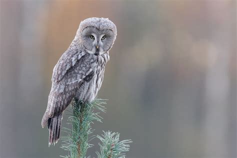 Strix Nebulosa Great Grey Owl Lappuggla Dalarna Swede Flickr