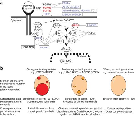 Pathways And Phenotypic Consequences Of Selfish Mutations In The