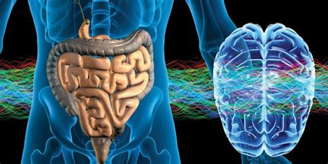 Nutriendo Jl El Eje Intestino Cerebro Y Las Emociones