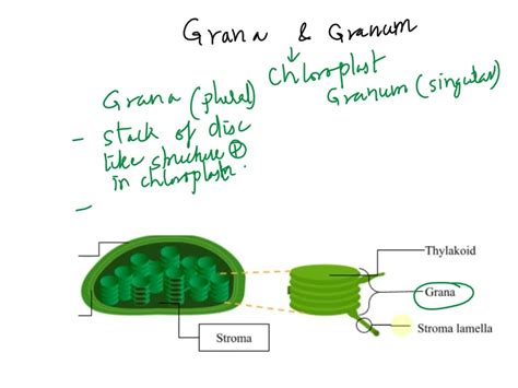 SOLVED: What is the difference between Grana and Granum?