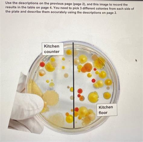 Solved Nutrient agar plate results (kitchen counter and | Chegg.com