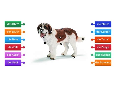 Hund K Rperteile Labelled Diagram