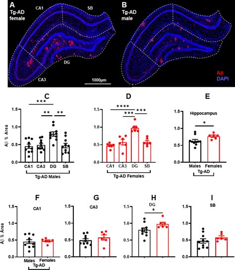 Aβ Plaque Burden Is Significantly Higher In Transgenic Females Than In