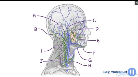 Lymphatics Of Neck Diagram Quizlet