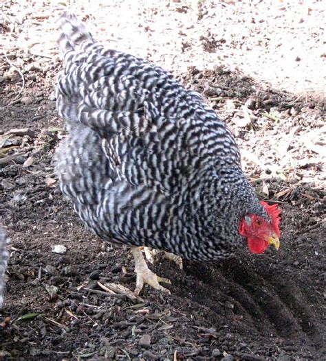 Plymouth Rock Chicken Breed: History, Characteristics, Temperament ...