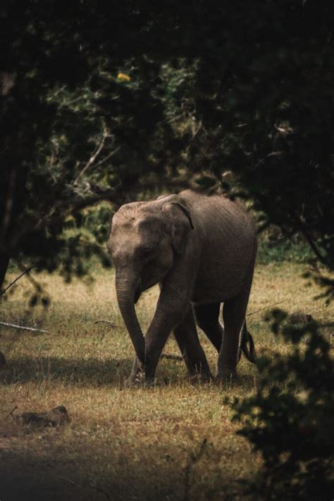 Ga Op Safari In Sri Lanka Dit Zijn De Beste Plekken Reispackers