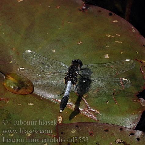 Leucorrhinia Caudalis Bulbous White Faced Darter Lilypad Whiteface