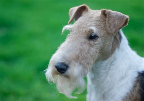 Wire Haired Terrier Puppy Mix - img-Abigail