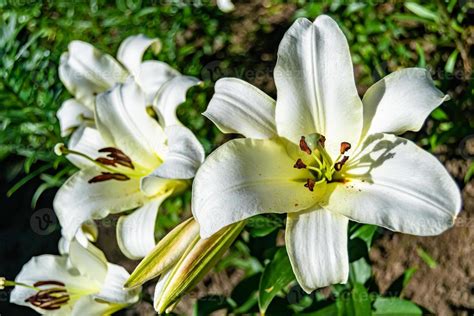 Fine wild growing flower lily liliaceae on background meadow 18775851 ...