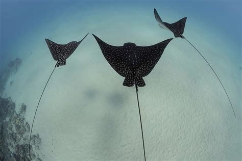 Spotted Eagle Rays Swimming Hawaii Usa Photograph By David Fleetham