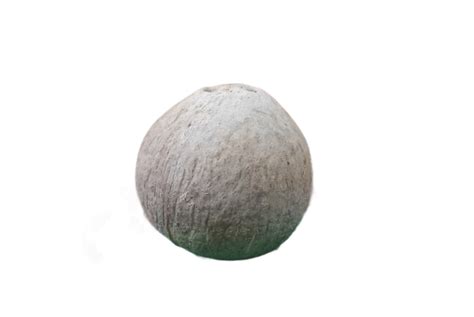 Polished Dry Coconut Vietnam Coconuts