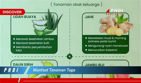 Temukan Manfaat Tanaman Toga Yang Wajib Kamu Ketahui