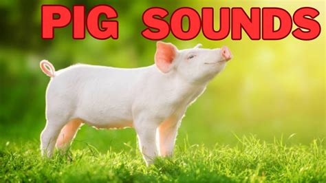 Pigs With Sound Effects Adorable Oinking Pigs Farm Animal Sounds