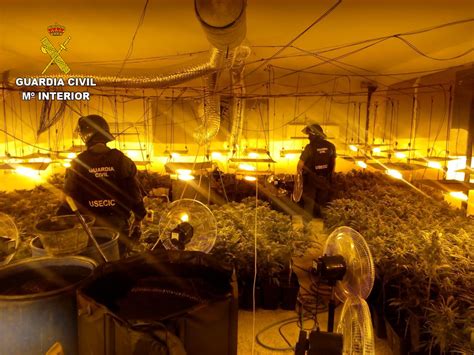 La Guardia Civil Desmantela Una Plantaci N De Marihuana En Pioz Guada