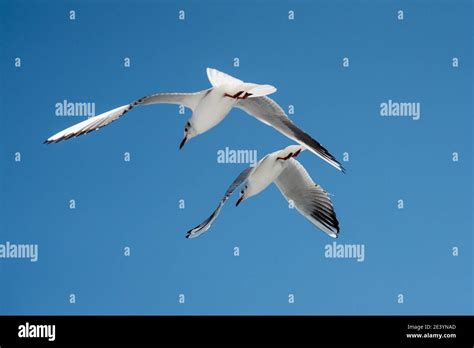 In The Cloudless Blue Sky Two Seagulls Are Floating In Space With