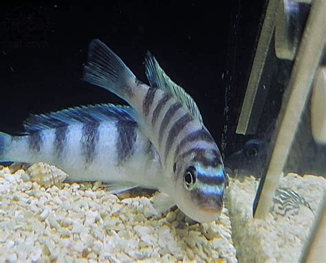 Kenyi Maylandia Lombardoi Cichlid