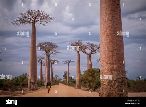 The Alley Of The Baobabs A Group Of Baobab Trees Lining The Road