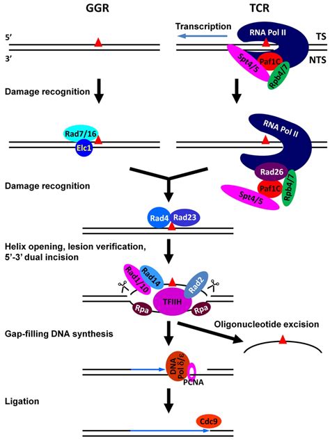 Nucleotide Excision Repair In S Cerevisiae Intechopen