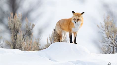 1920x1080 Fox Winter 5k Laptop Full HD 1080P ,HD 4k Wallpapers,Images ...