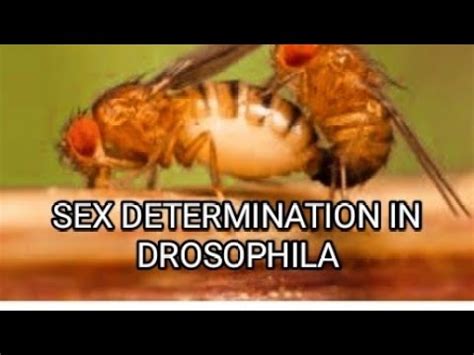 SEX DETERMINATION IN DROSOPHILA YouTube