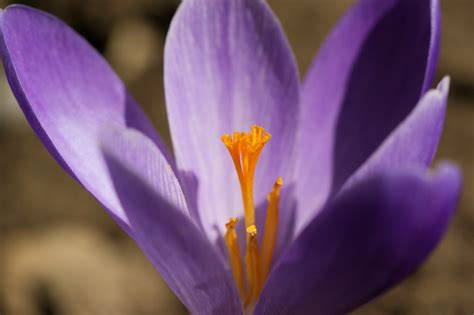 Crocus 2022 SONY DSC Jean Marc Linder Flickr