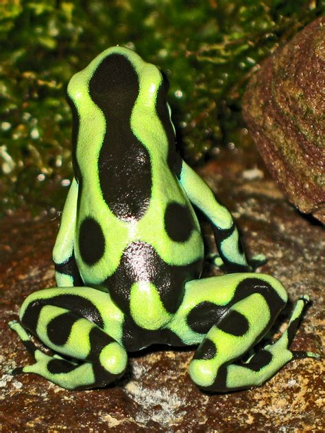 Green Poisonous Dart Frog