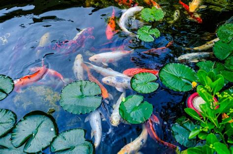 Japanese Koi Fish stock image. Image of gardening, aquarium - 282118507