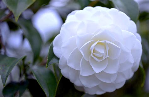 Serene Camellia A 4k Ultra Hd Wallpaper Of Springs White Beauty