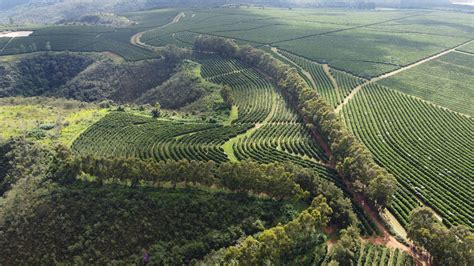 10ª Edição Da Operação Safra Será Lançada No Oeste Da Bahia Agro