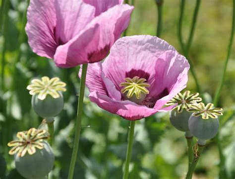 Papaver Somniferum Pitta Ayurveda